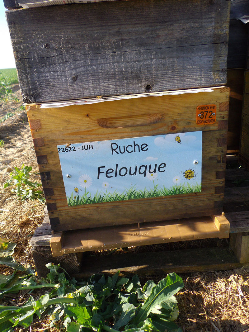 La ruche Felouque
