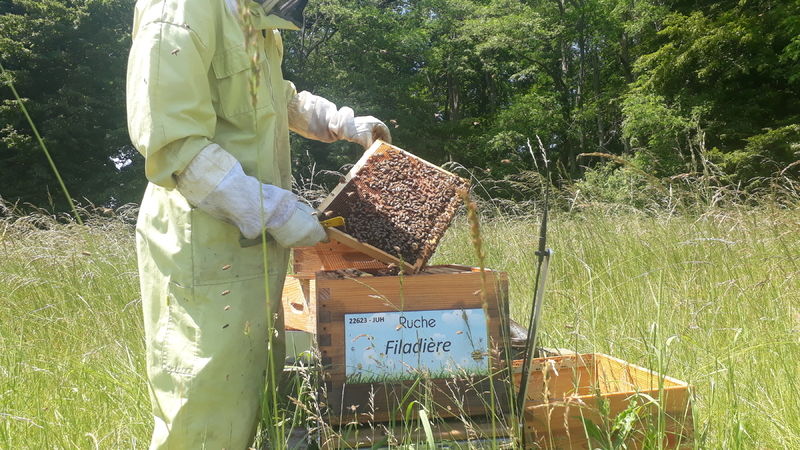 La ruche Filadière
