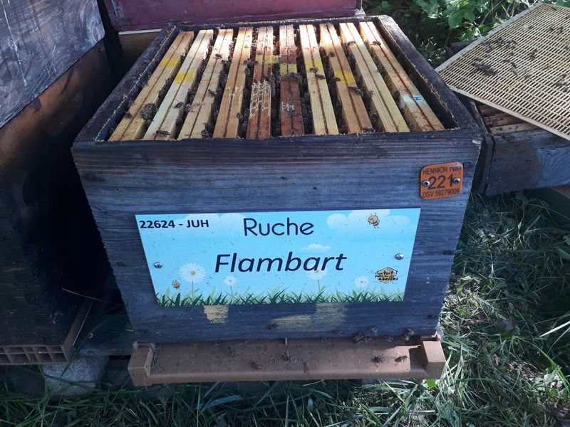 La ruche Flambart