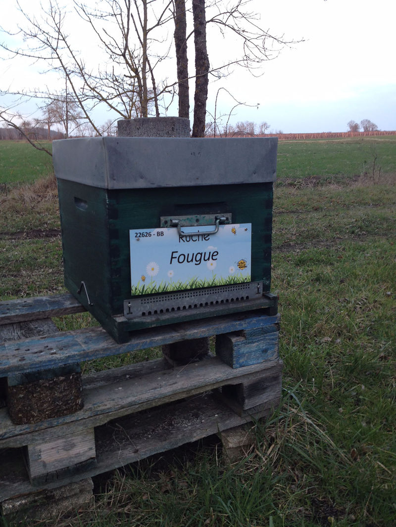 La ruche Fougue