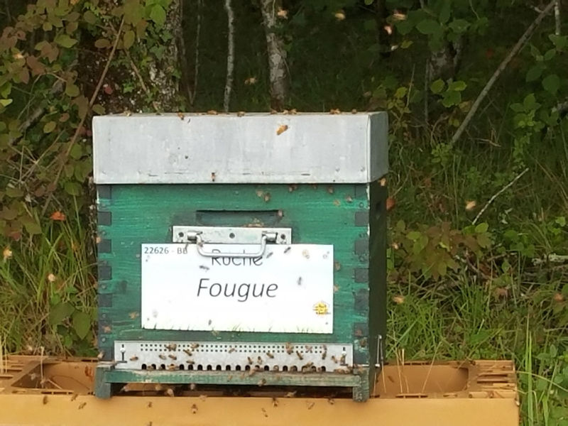 La ruche Fougue