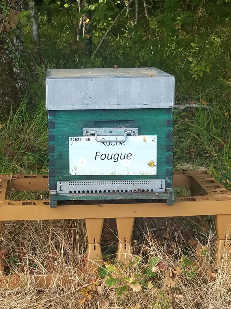 La ruche Fougue