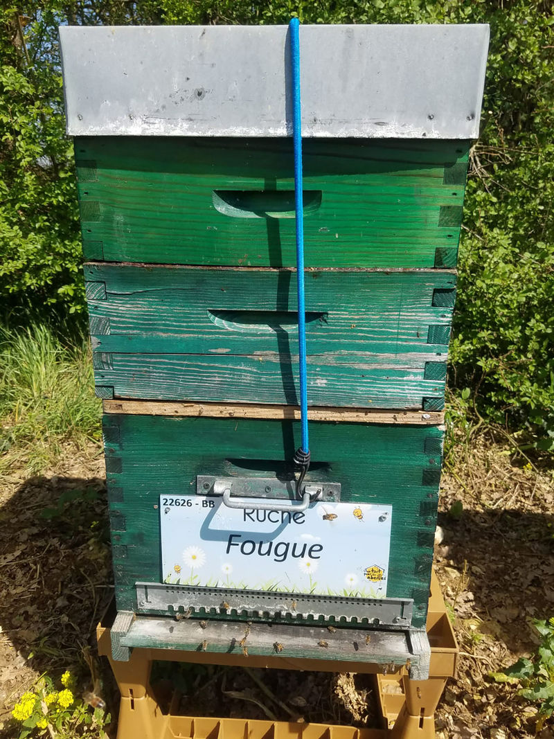 La ruche Fougue