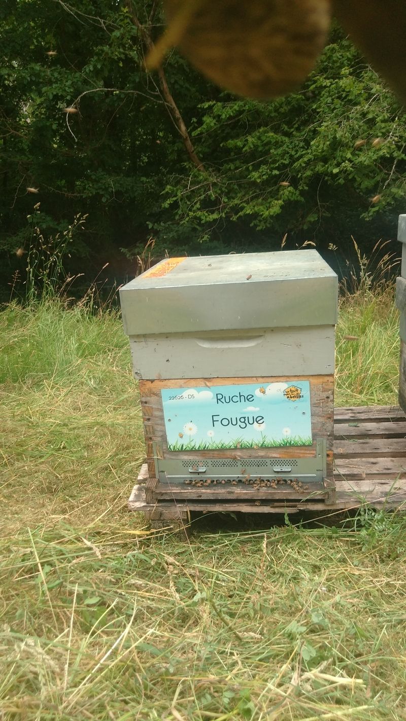 La ruche Fougue