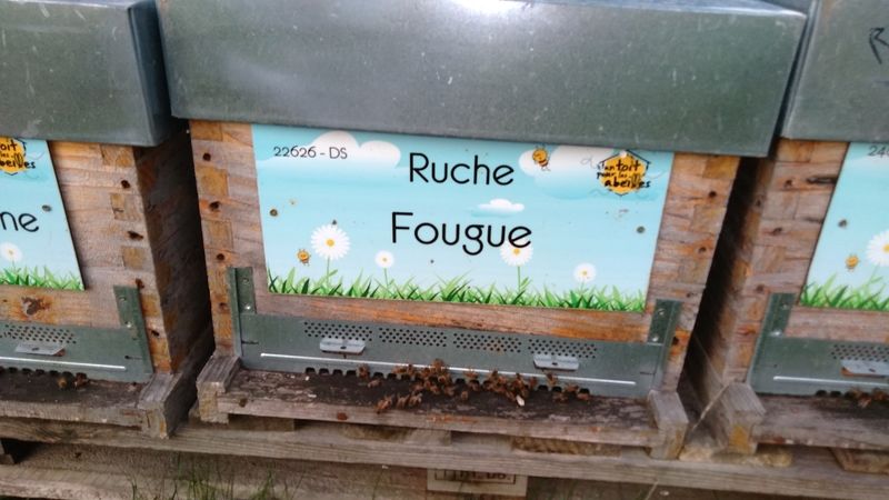 La ruche Fougue