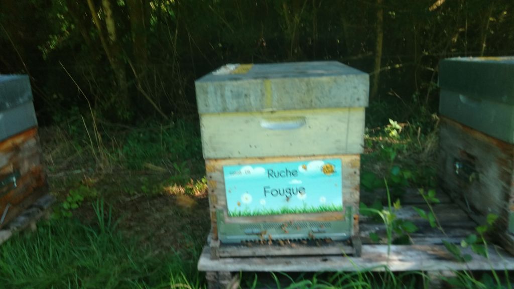 La ruche Fougue