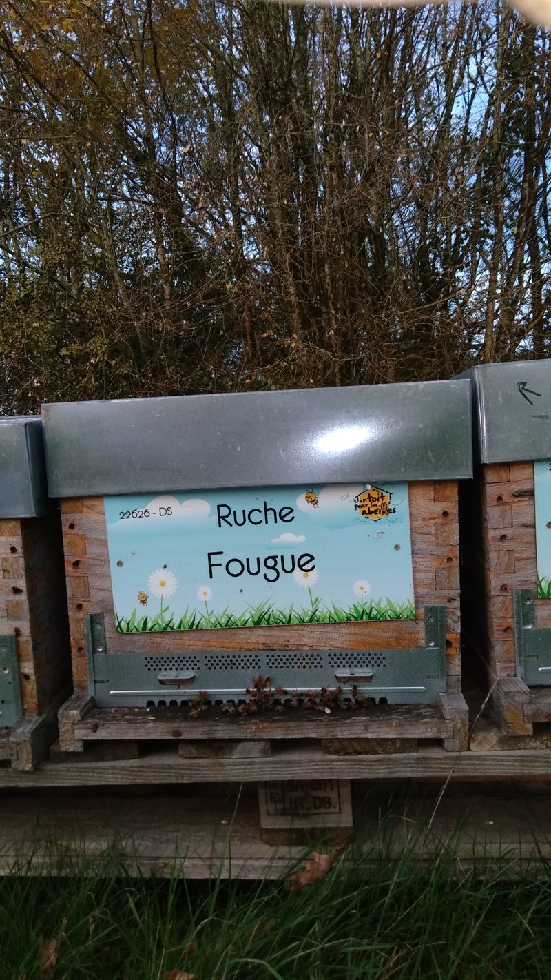 La ruche Fougue