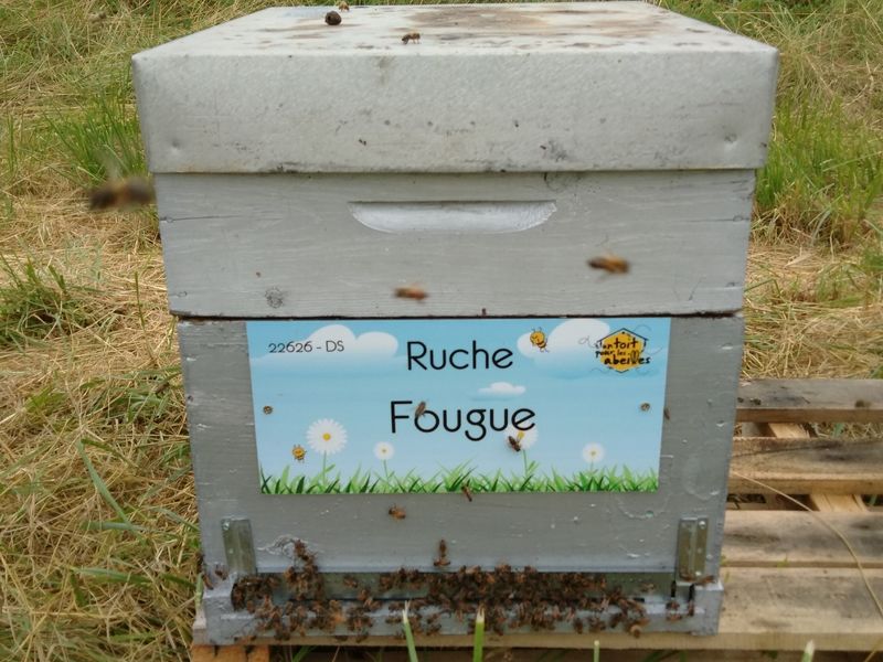 La ruche Fougue