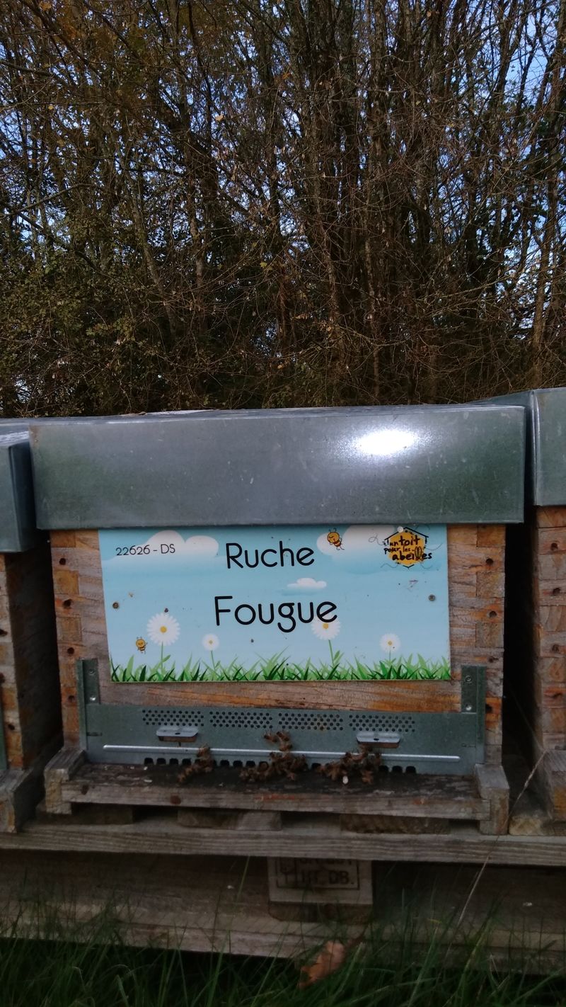 La ruche Fougue