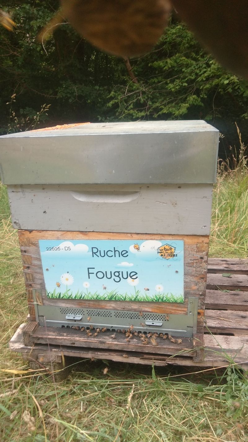 La ruche Fougue