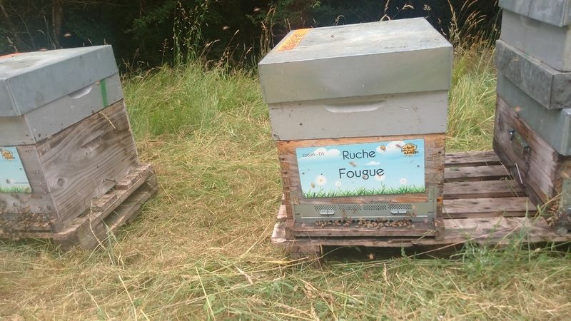 La ruche Fougue