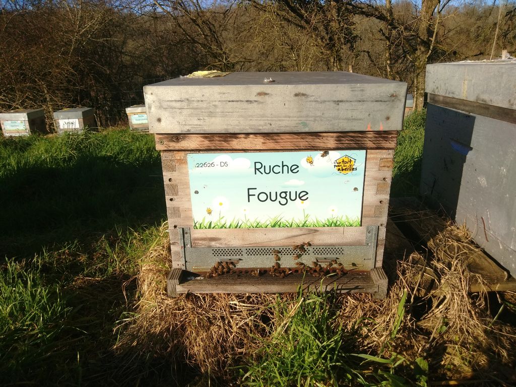 La ruche Fougue