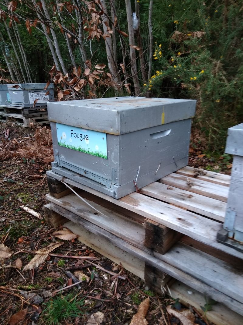 La ruche Fougue