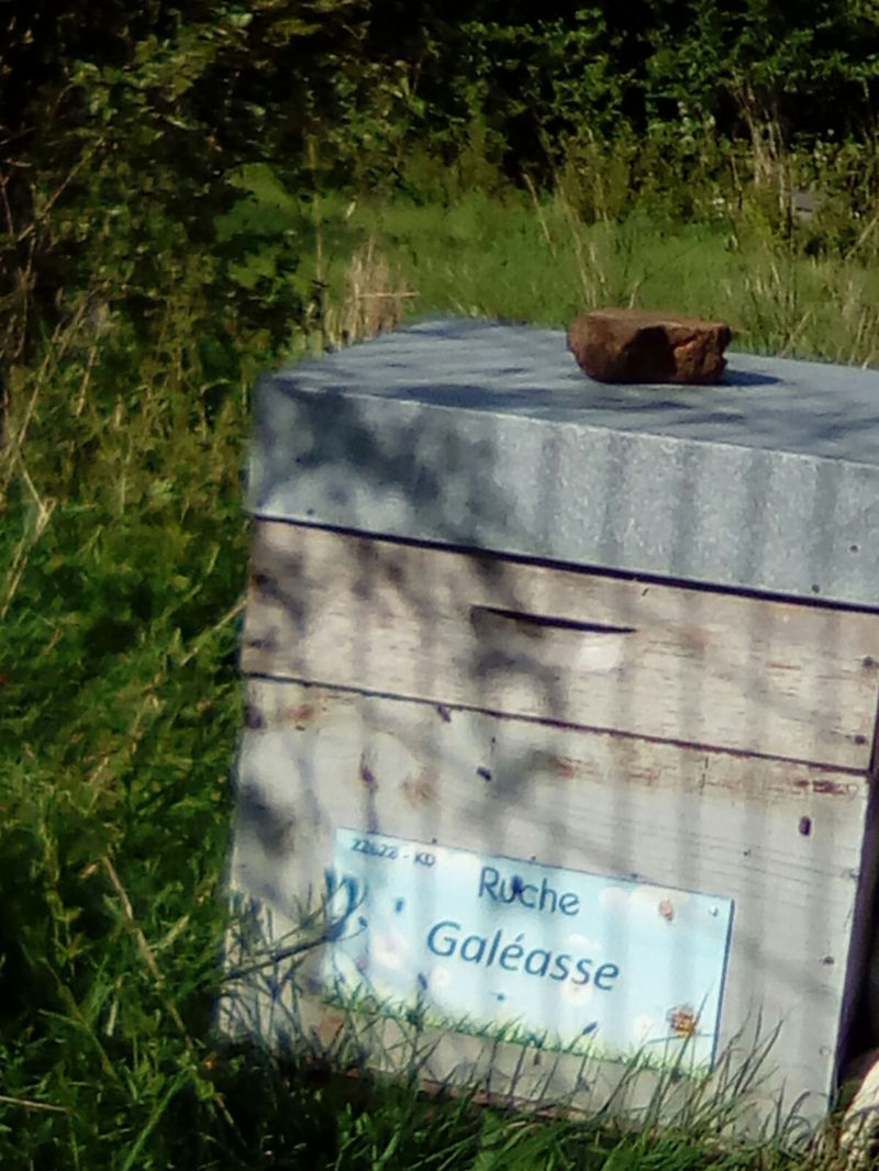 La ruche Galéasse