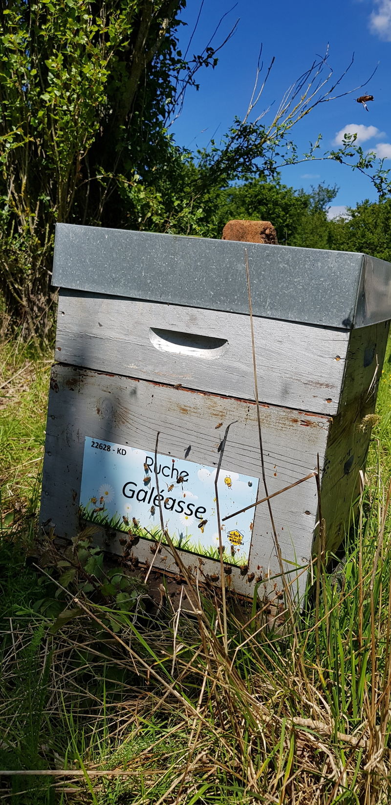 La ruche Galéasse