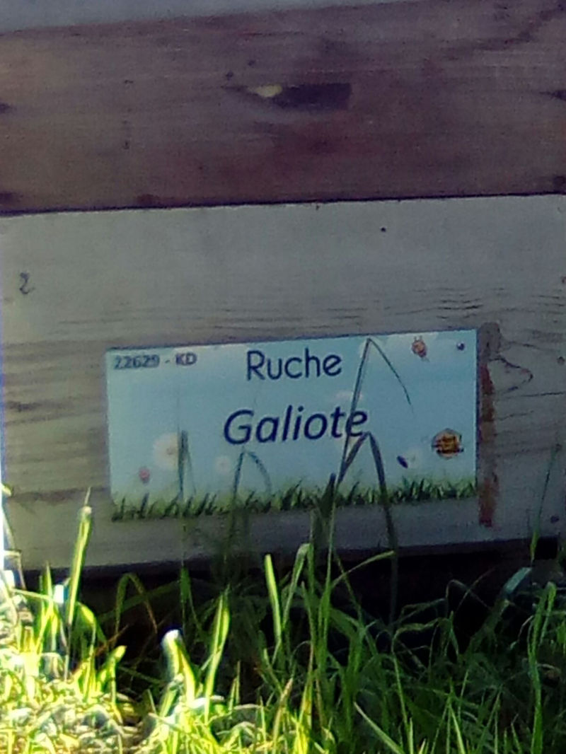 La ruche Galiote
