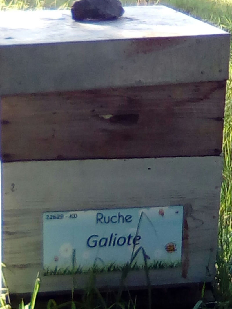 La ruche Galiote