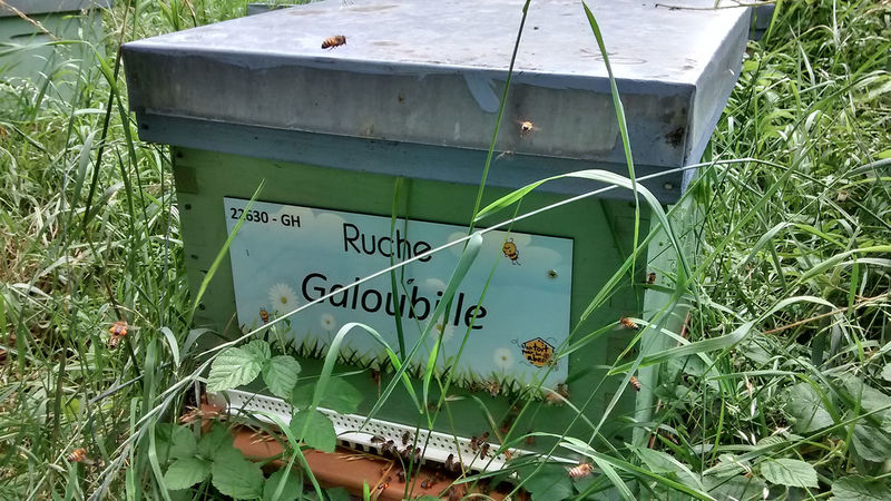 La ruche Galoubille