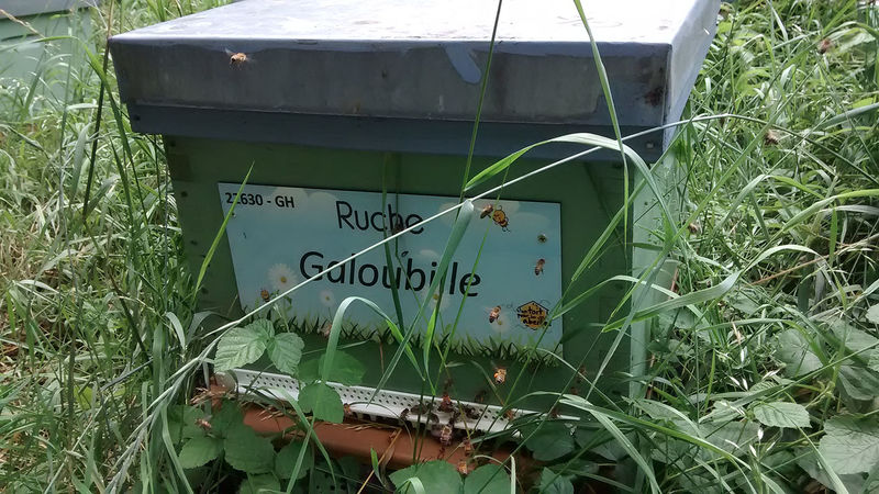 La ruche Galoubille