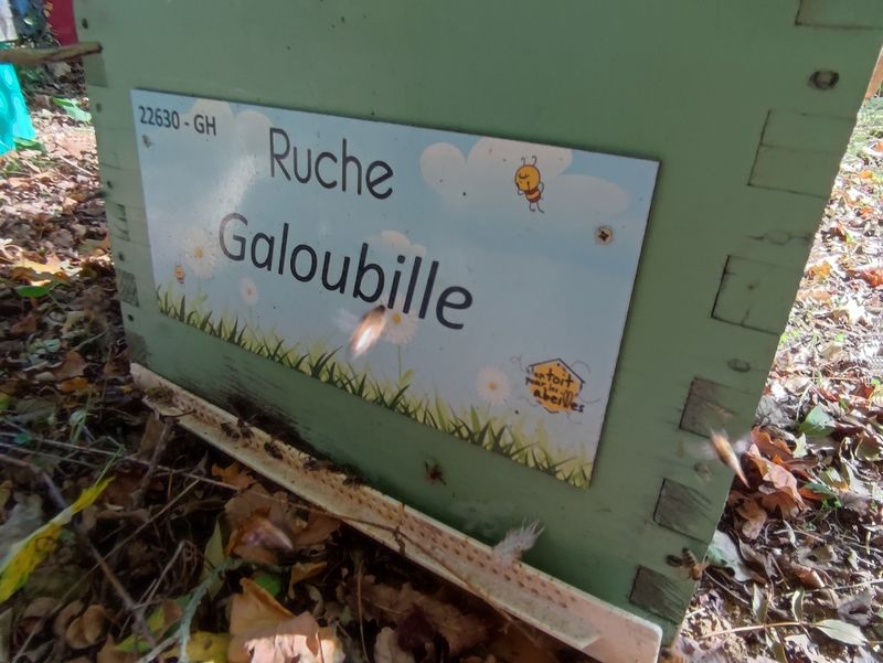 La ruche Galoubille