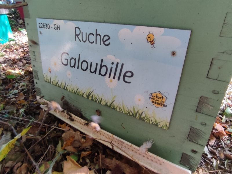 La ruche Galoubille