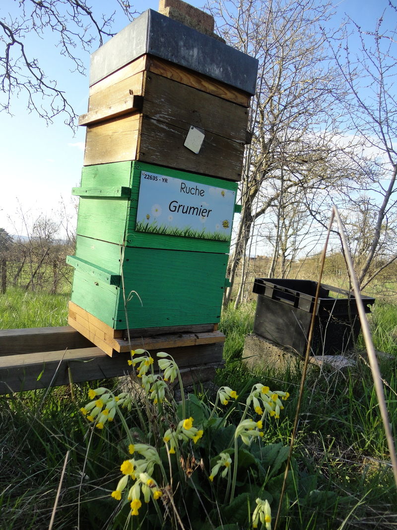 La ruche Grumier