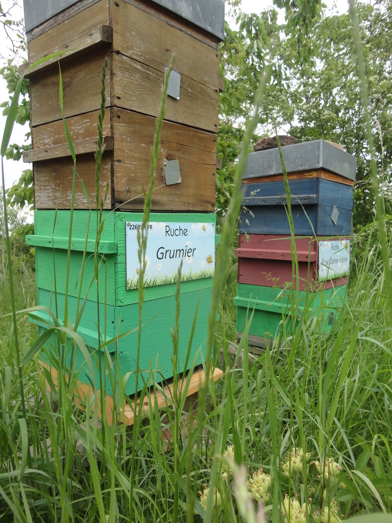 La ruche Grumier