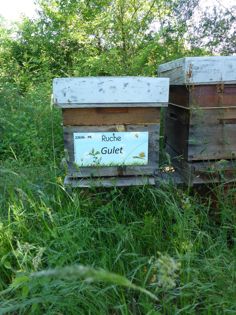La ruche Gulet