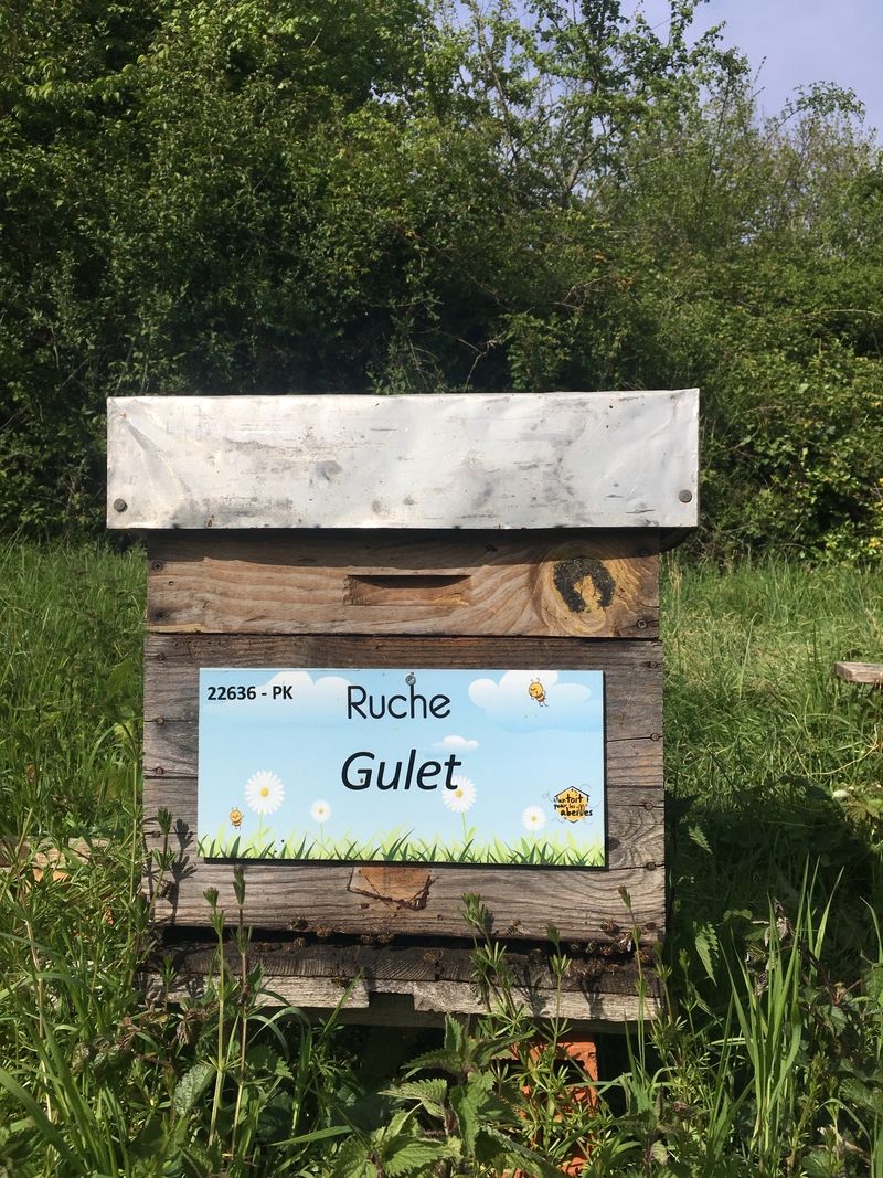 La ruche Gulet