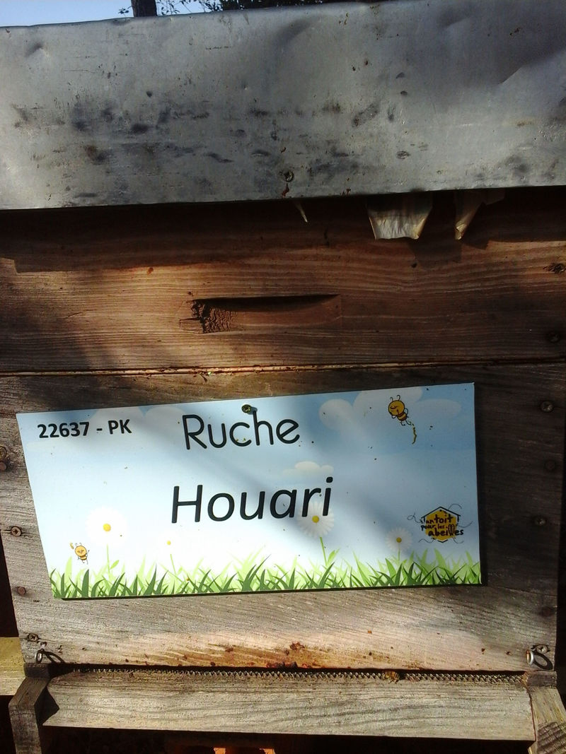 La ruche Houari