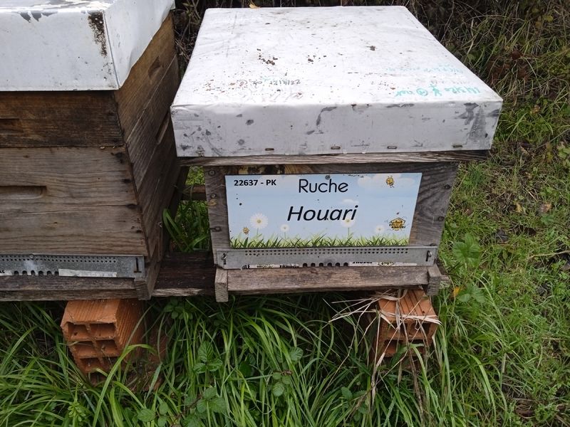 La ruche Houari