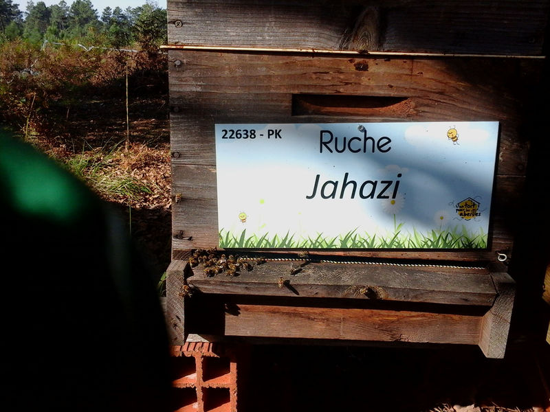 La ruche Jahazi