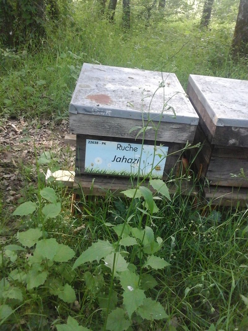 La ruche Jahazi