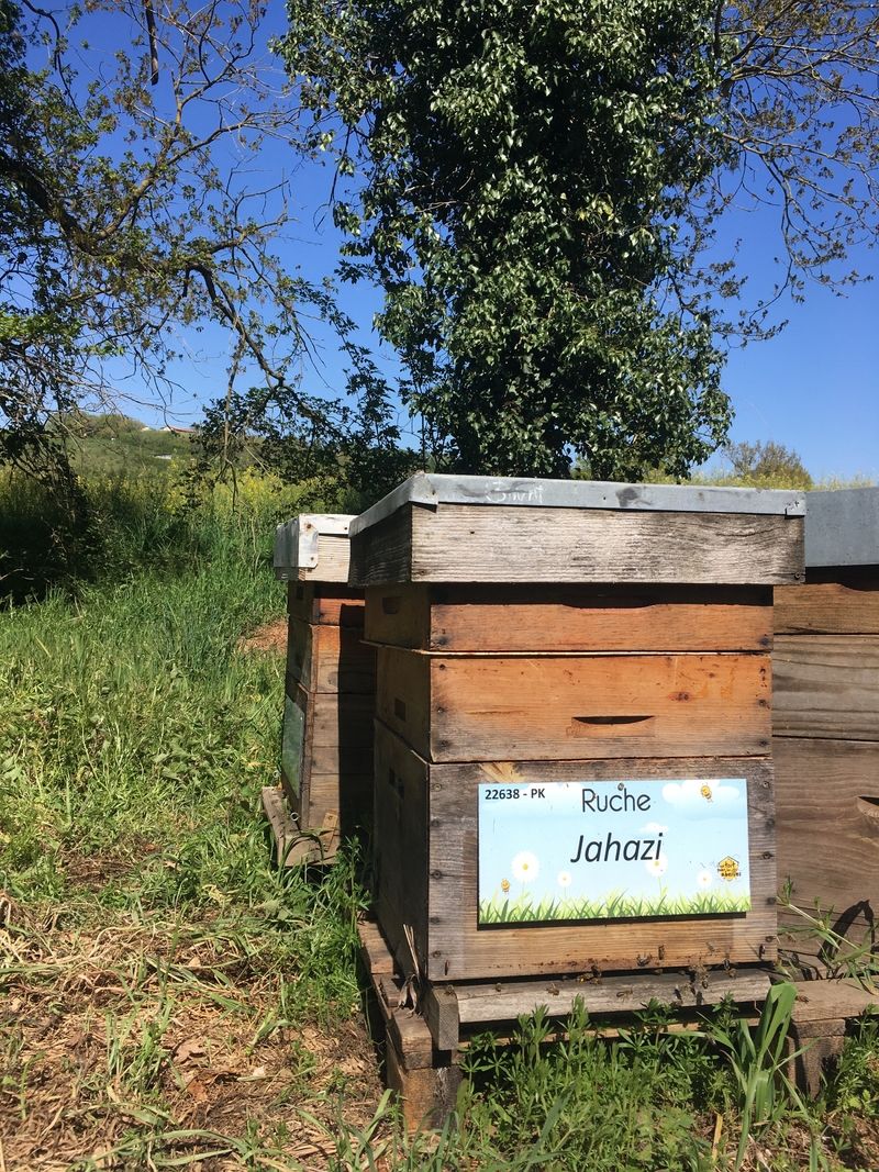 La ruche Jahazi