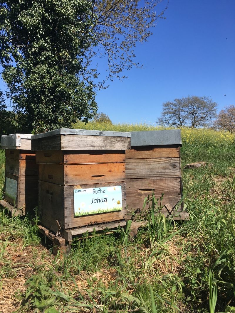 La ruche Jahazi
