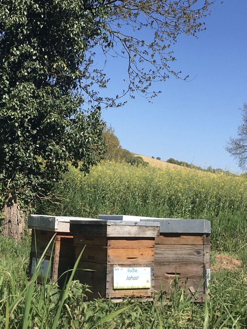 La ruche Jahazi