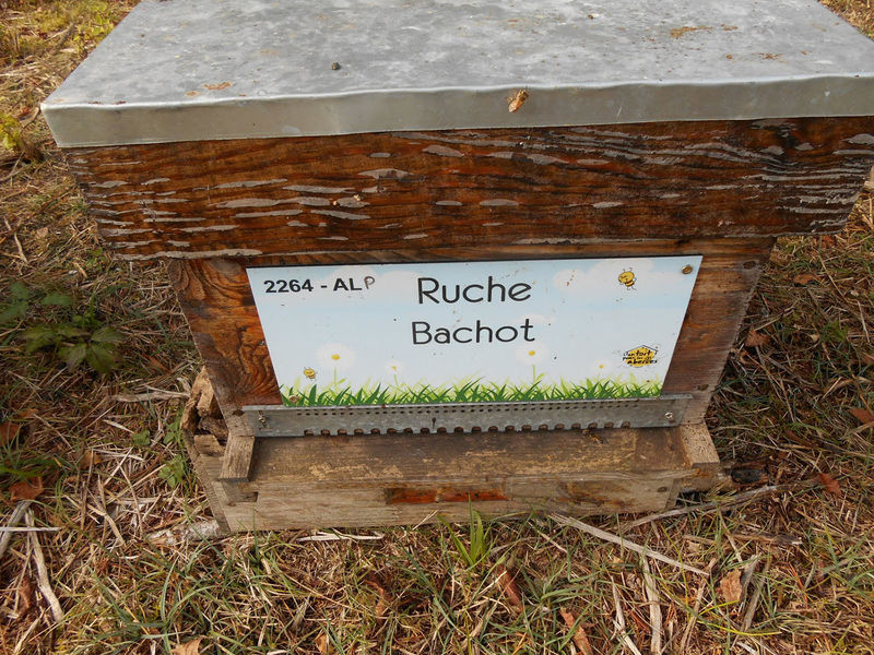 La ruche Bachot