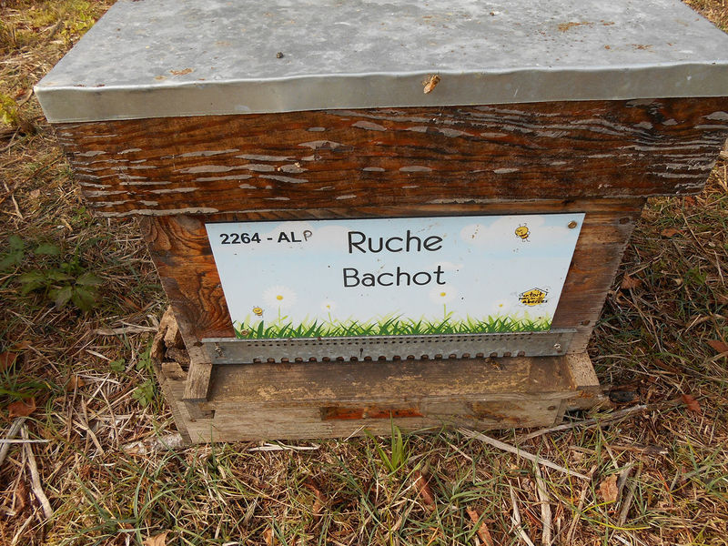 La ruche Bachot