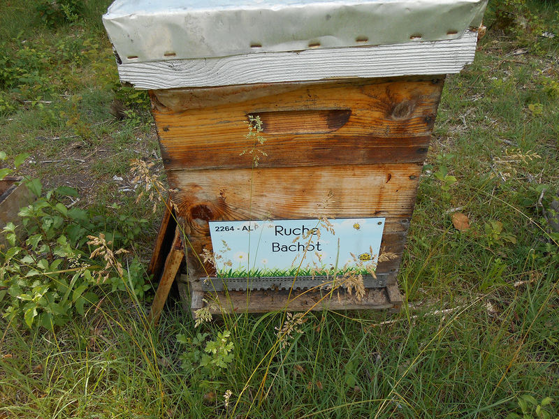 La ruche Bachot