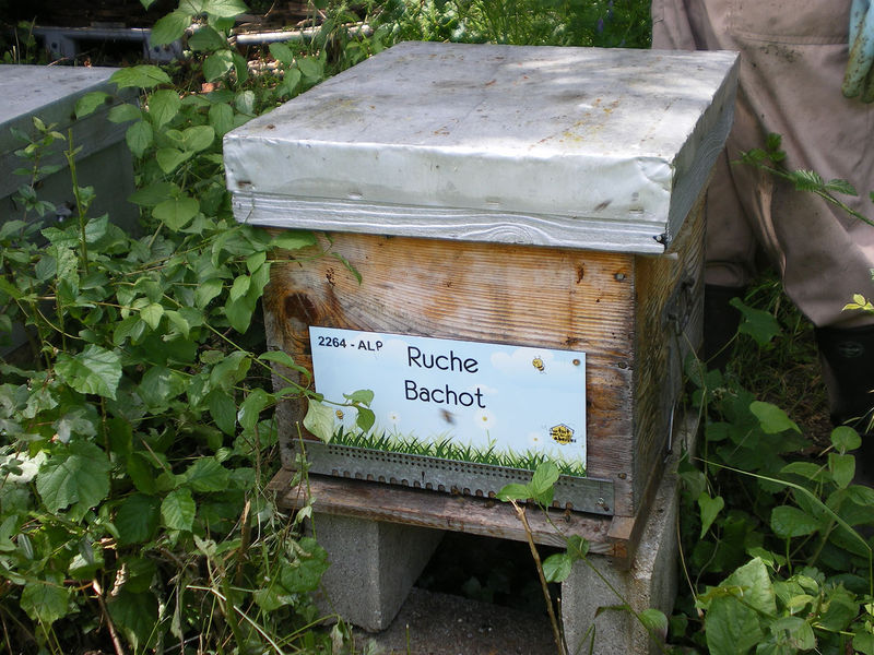 La ruche Bachot