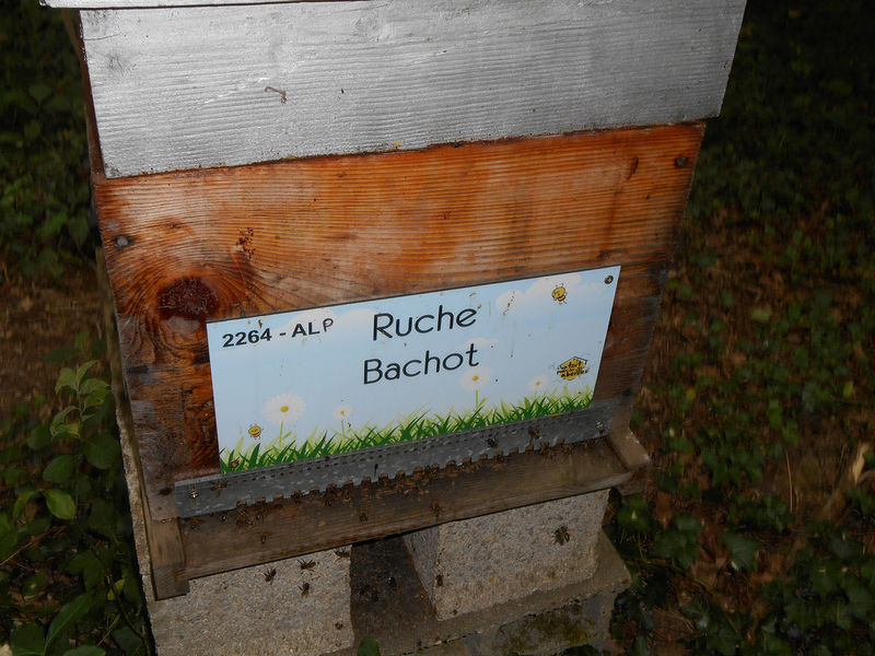 La ruche Bachot