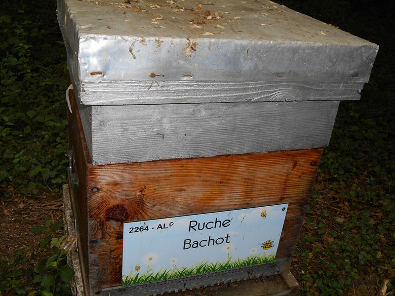 La ruche Bachot