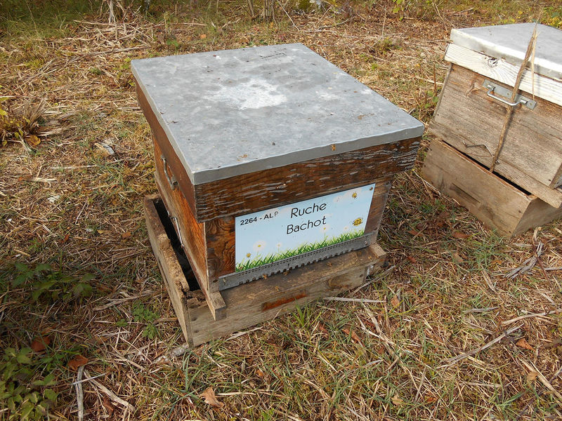 La ruche Bachot