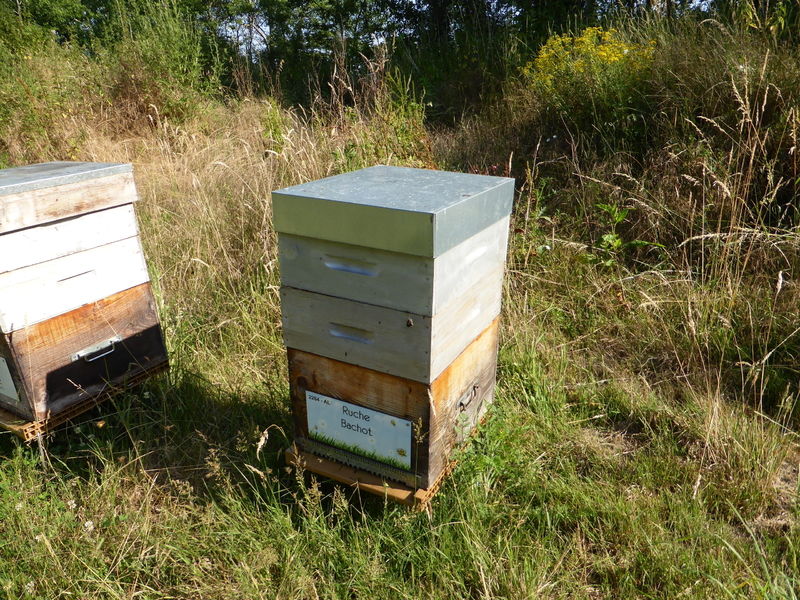 La ruche Bachot
