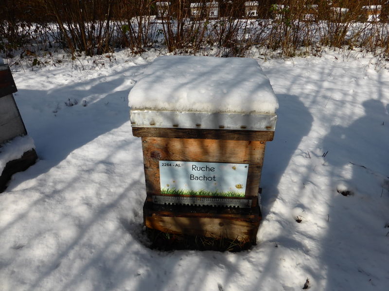 La ruche Bachot