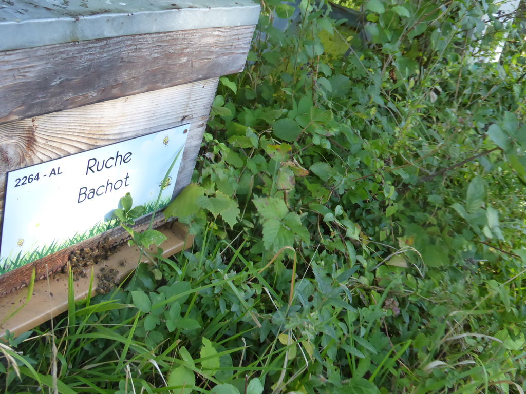 La ruche Bachot