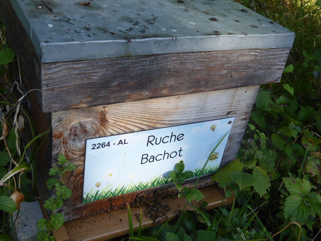 La ruche Bachot