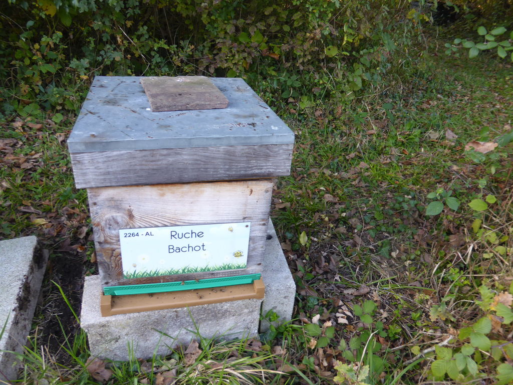 La ruche Bachot