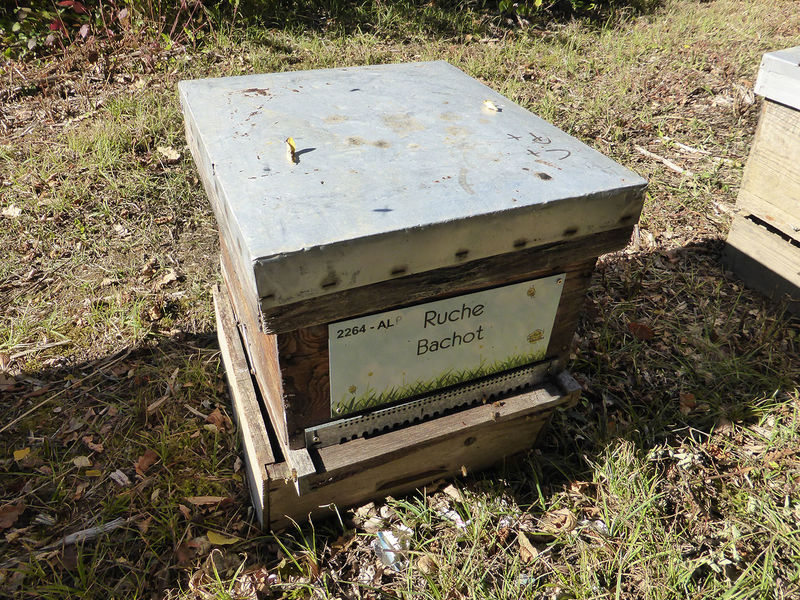 La ruche Bachot