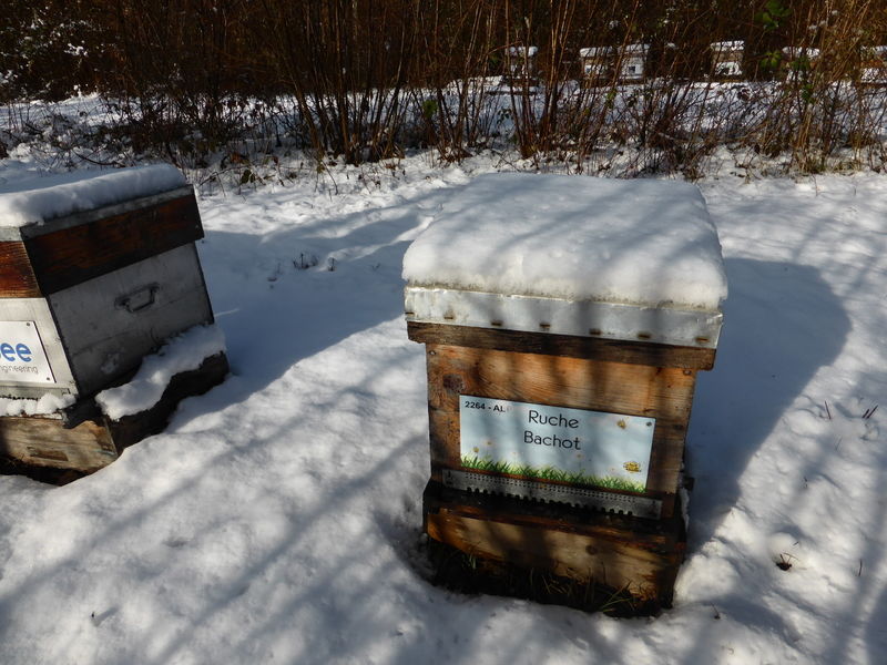 La ruche Bachot